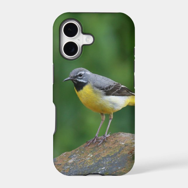 Grey Wagtail - bird (Back)