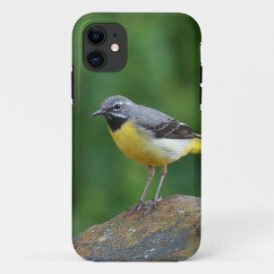 Grey Wagtail - bird Case-Mate iPhone Case