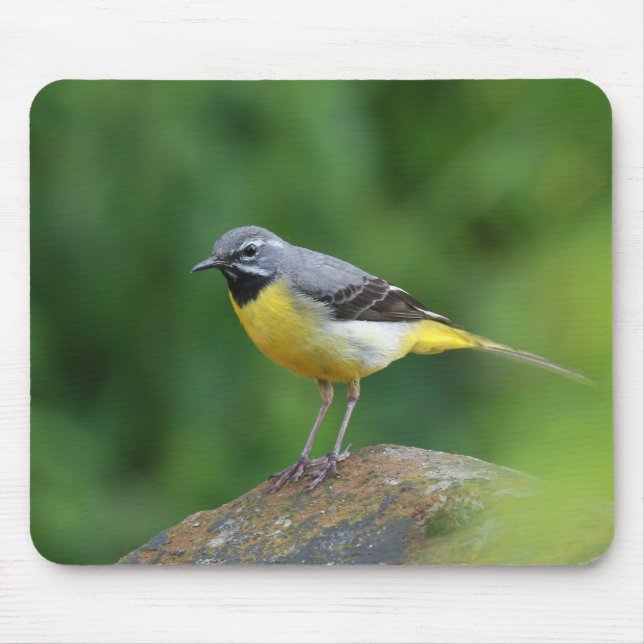 Grey Wagtail - bird Mouse Pad (Front)
