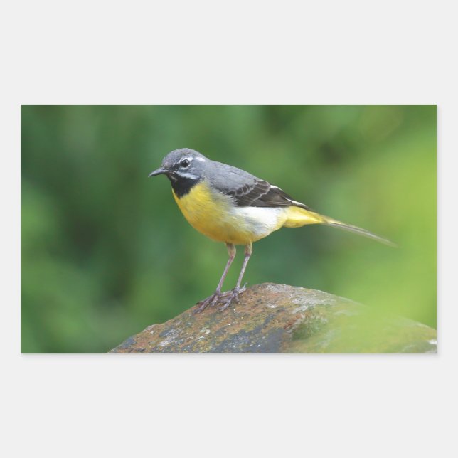 Grey Wagtail - bird Rectangular Sticker (Front)