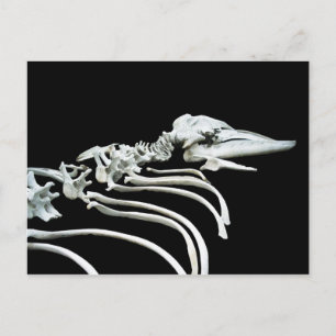 Grey Whale Fossil Postcard
