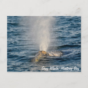 Grey Whale Post Card