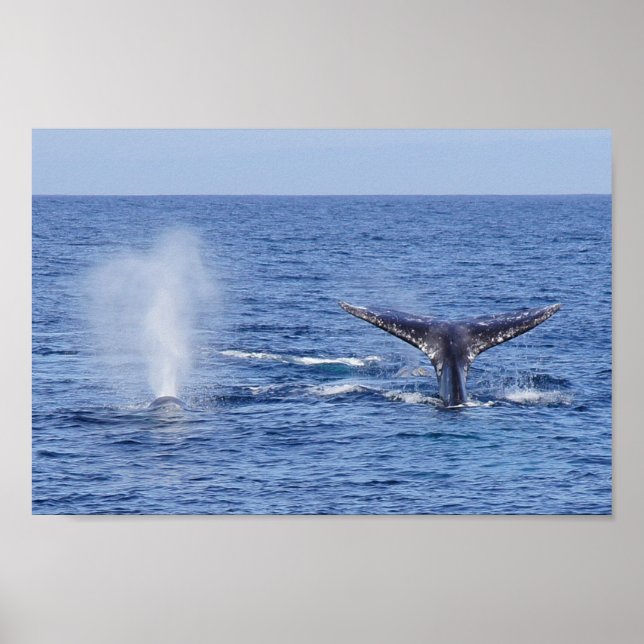 Grey Whales Tail Fluke and Blow - Print (Front)