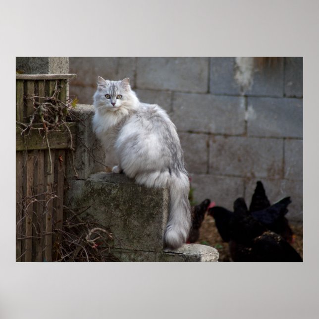 Grey-White Angora Cat Poster (Front)