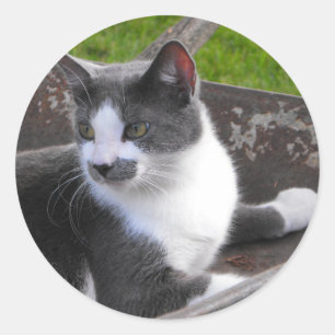 Grey & White Cat Sticker