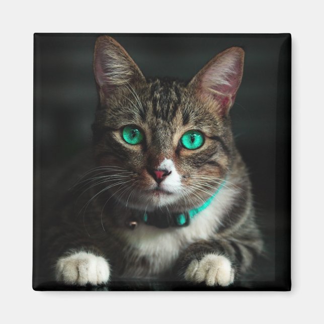 Grey & White Cat with Blue Eyes & Matching Collar Magnet (Front)