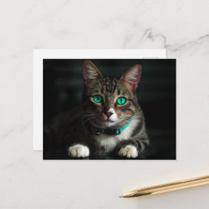 Grey & White Cat with Blue Eyes & Matching Collar Postcard