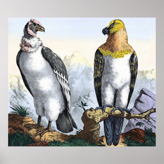 Grey White Condor Yellow Black Eagle Poster (Front)