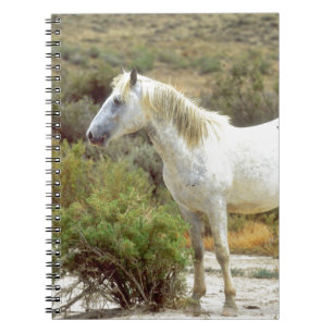 Grey Wild Horse, Rock Springs, Wyoming Spiral Notebook