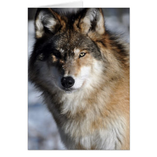 Grey Wolf