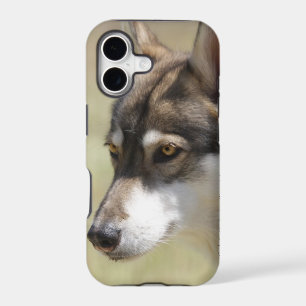 Grey Wolf