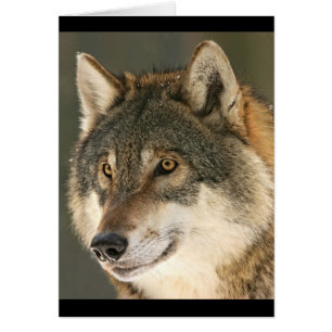 Grey Wolf