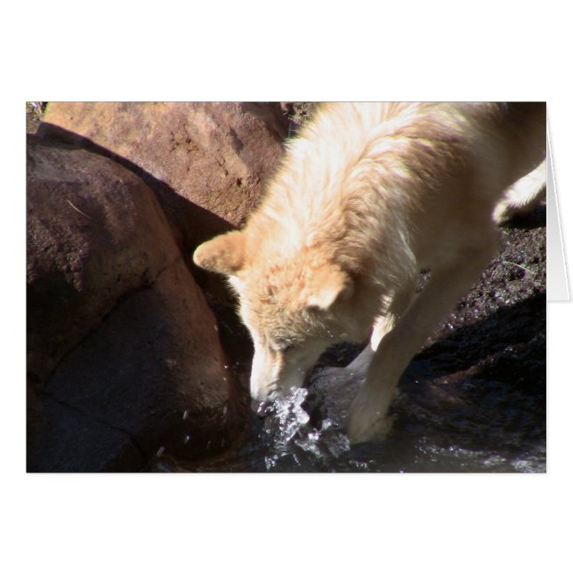 Grey Wolf (Front Horizontal)