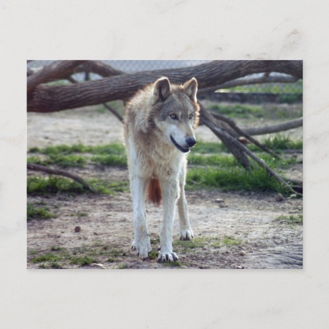 grey-wolf-13 postcard (Front)