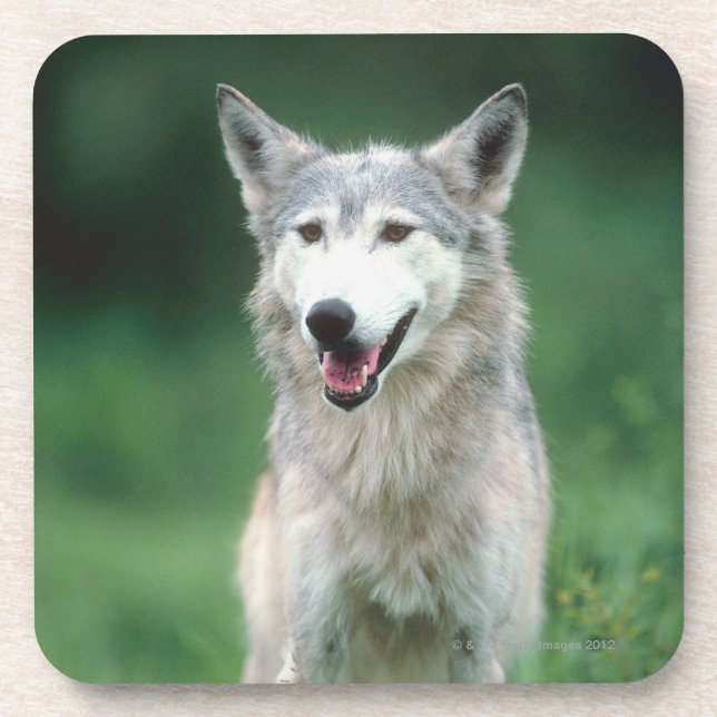 Grey wolf 2 coaster (Front)