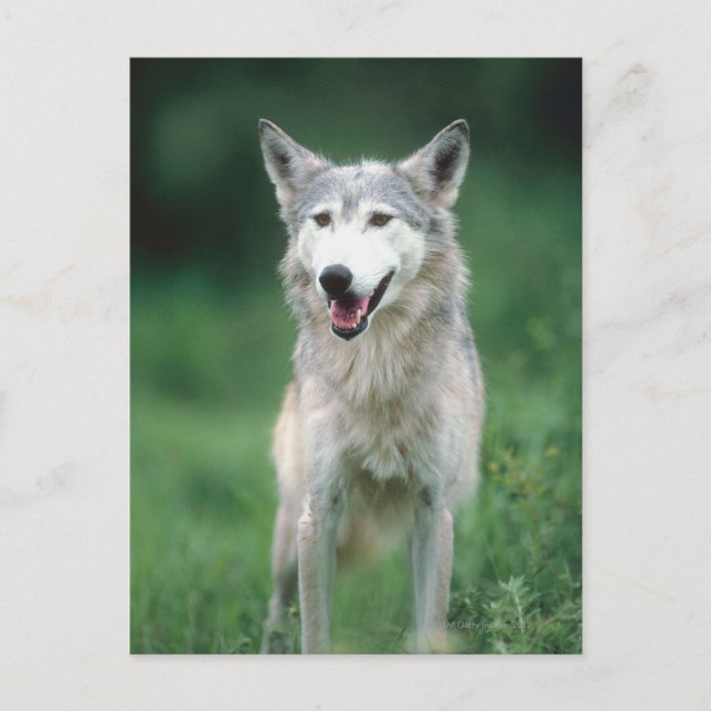 Grey wolf 2 postcard (Front)