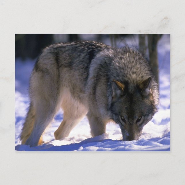 Grey Wolf at edge of snowy forest, eye contact Postcard (Front)