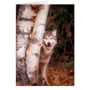 Grey Wolf Behind a Tree