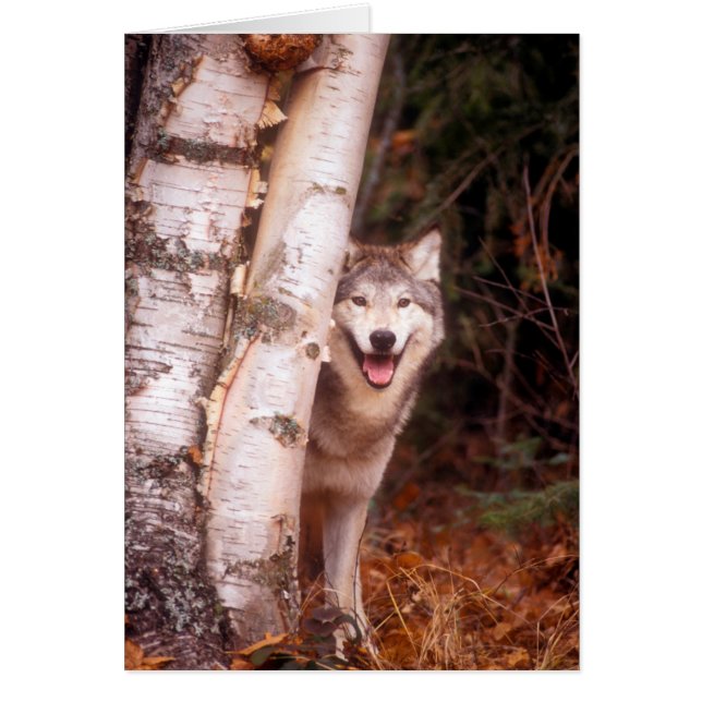 Grey Wolf Behind a Tree (Front)
