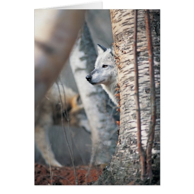 Grey Wolf Behind Tree (Front)