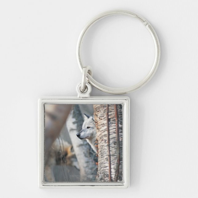 Grey Wolf Behind Tree Key Ring (Front)