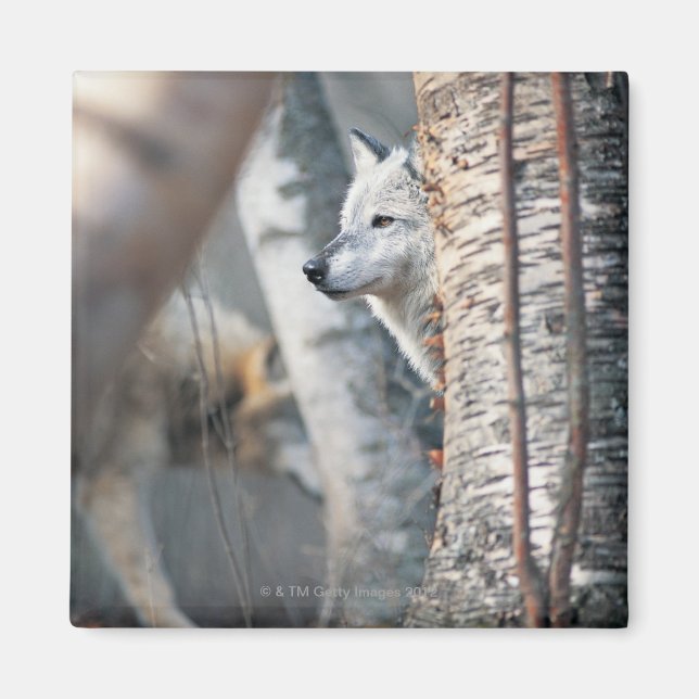 Grey Wolf Behind Tree Magnet (Front)