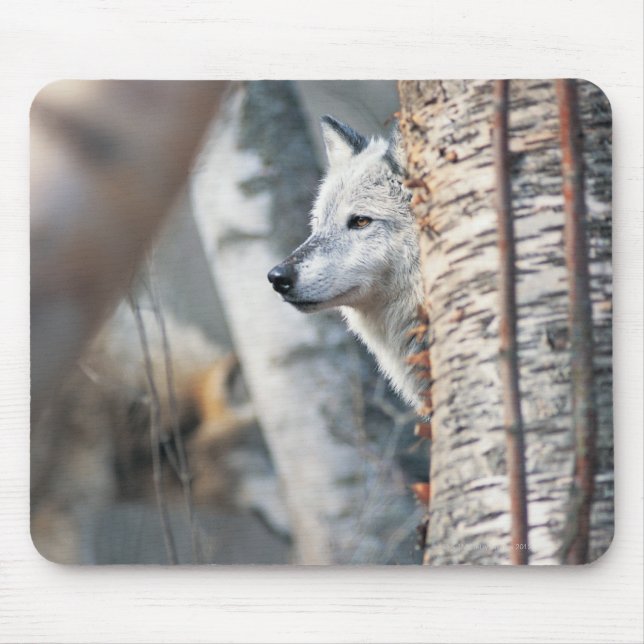 Grey Wolf Behind Tree Mouse Pad (Front)