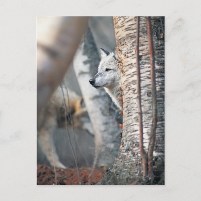 Grey Wolf Behind Tree Postcard (Front)
