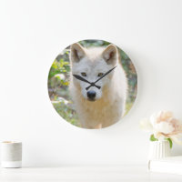 Grey Wolf, Canadian Animal Photography