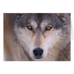 grey wolf, Canis lupus, close up of eyes