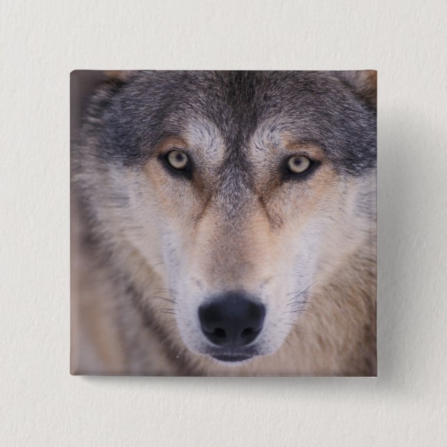 grey wolf, Canis lupus, close up of eyes 15 Cm Square Badge (Front)