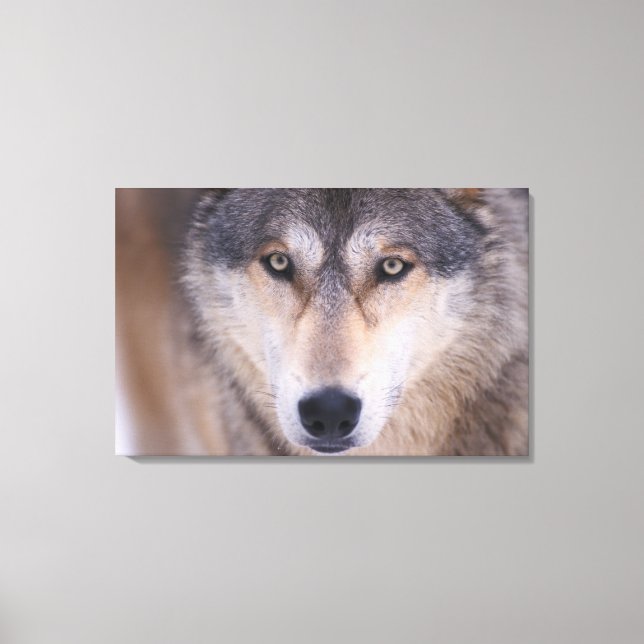 grey wolf, Canis lupus, close up of eyes Canvas Print (Front)
