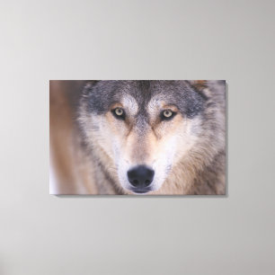 grey wolf, Canis lupus, close up of eyes Canvas Print