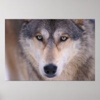 grey wolf, Canis lupus, close up of eyes in