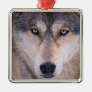 grey wolf, Canis lupus, close up of eyes Metal Tree Decoration