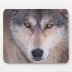 grey wolf, Canis lupus, close up of eyes Mouse Pad