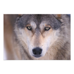 grey wolf, Canis lupus, close up of eyes Photo Print