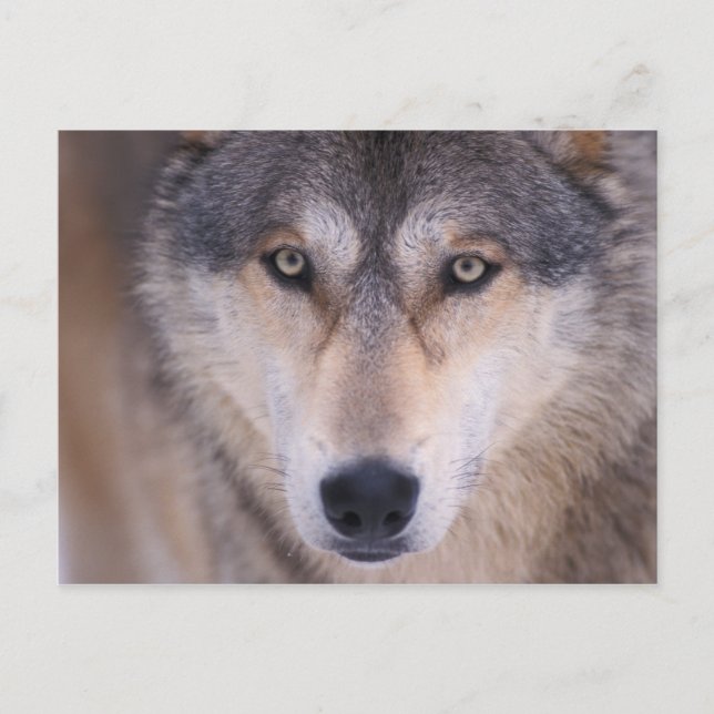 grey wolf, Canis lupus, close up of eyes Postcard (Front)