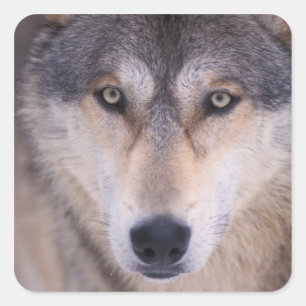 grey wolf, Canis lupus, close up of eyes Square Sticker