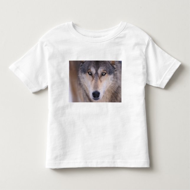 grey wolf, Canis lupus, close up of eyes Toddler T-Shirt (Front)