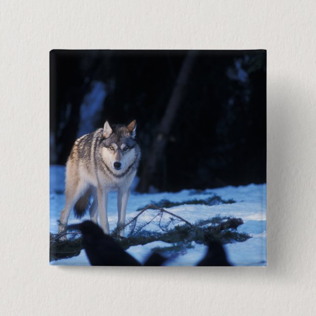 grey wolf, Canis lupus, in the foothills 15 Cm Square Badge (Front)