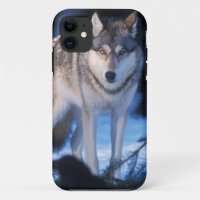 grey wolf, Canis lupus, in the foothills