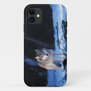 grey wolf, Canis lupus, in the foothills Case-Mate iPhone Case