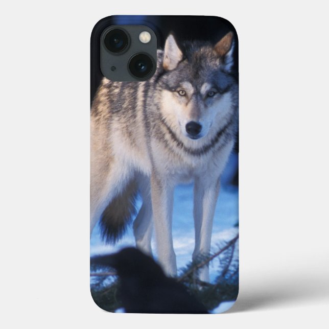 grey wolf, Canis lupus, in the foothills Case-Mate iPhone Case (Back)