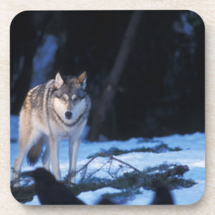 grey wolf, Canis lupus, in the foothills Coaster