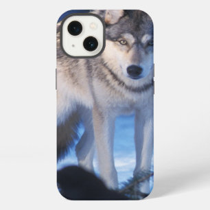 grey wolf, Canis lupus, in the foothills iPhone 13 Case