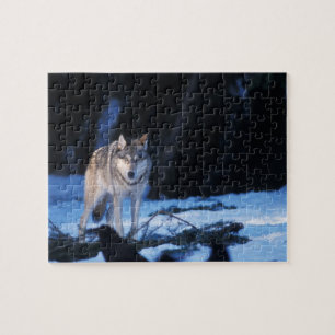 grey wolf, Canis lupus, in the foothills Jigsaw Puzzle