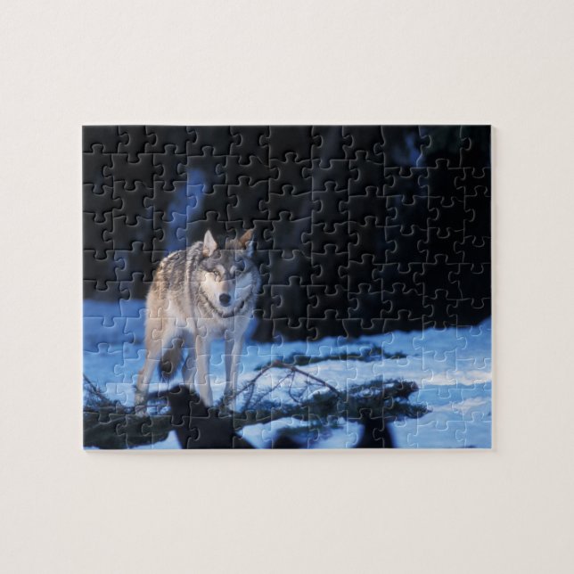 grey wolf, Canis lupus, in the foothills Jigsaw Puzzle (Horizontal)