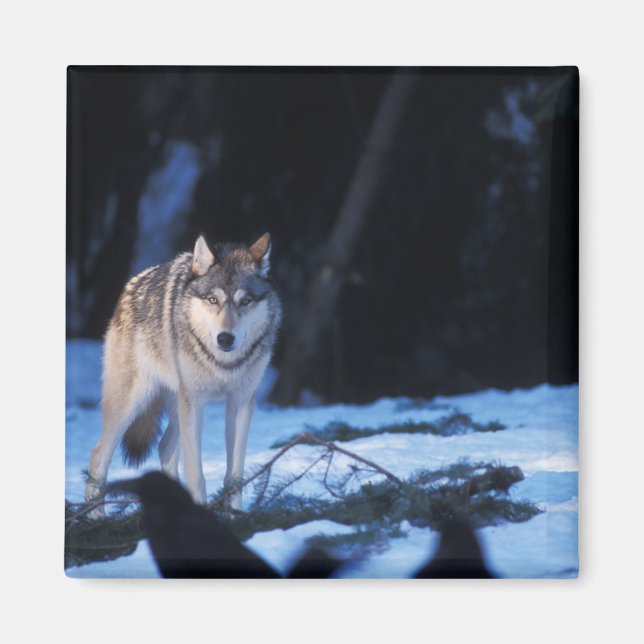 grey wolf, Canis lupus, in the foothills Magnet (Front)