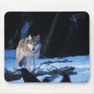 grey wolf, Canis lupus, in the foothills Mouse Pad